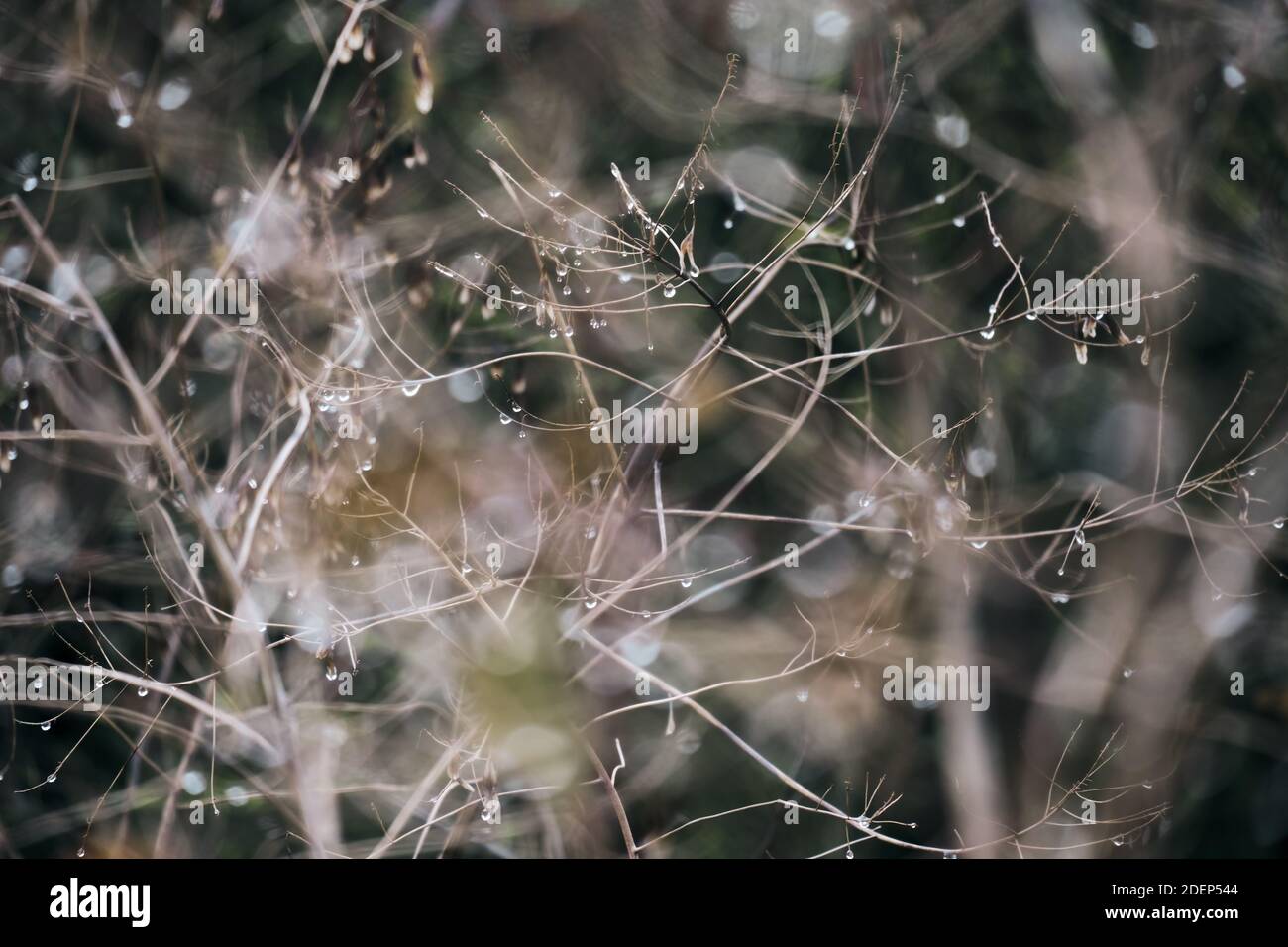 Viele glänzende Splitter Wassertropfen auf einer ausgetrockneten Pflanze. Schöne abstrakte Natur Hintergrund, helle ausdrucksstarke künstlerische Bild. Nach dem Regen. Stockfoto