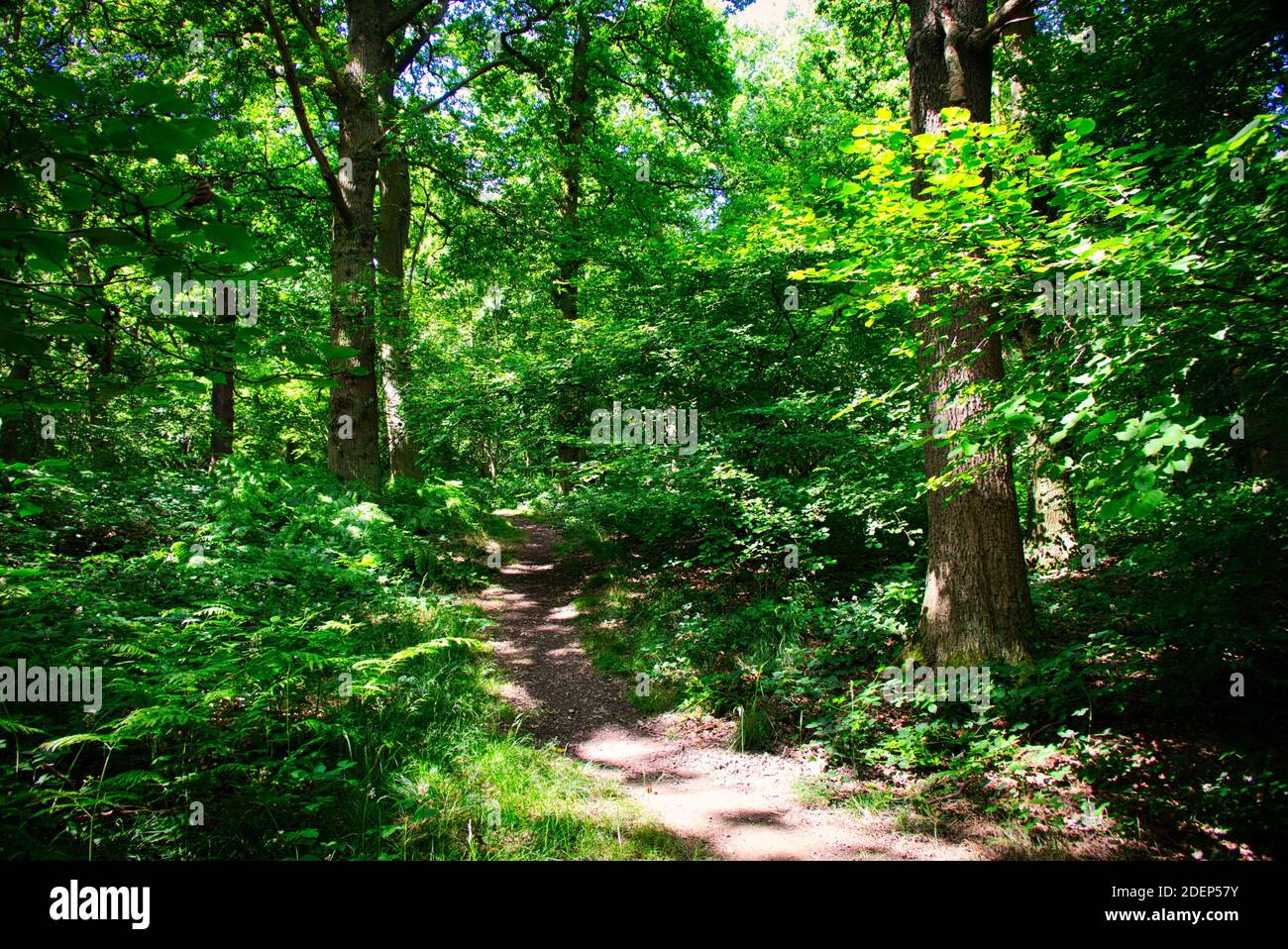 Oak Woodlands, South Wood, Calk Estate, Derbyshire. Schattige Woodland Fahrten durch alte Eichen. Stockfoto