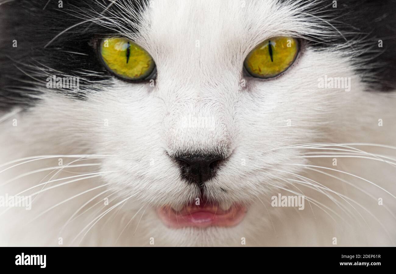 Smoking Katzennase. Nahaufnahme und verschwommene Gesichtsansicht. Stockfoto