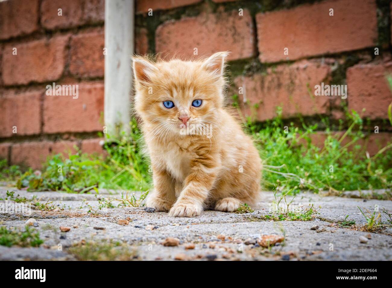 Schönes kleines rotes Kätzchen mit blauen Augen im Straßenhintergrund. Porträt einer tabby Katze. Straßenkatze und Lifestyle-Konzept. Katze schaut in die Kamera. Stockfoto