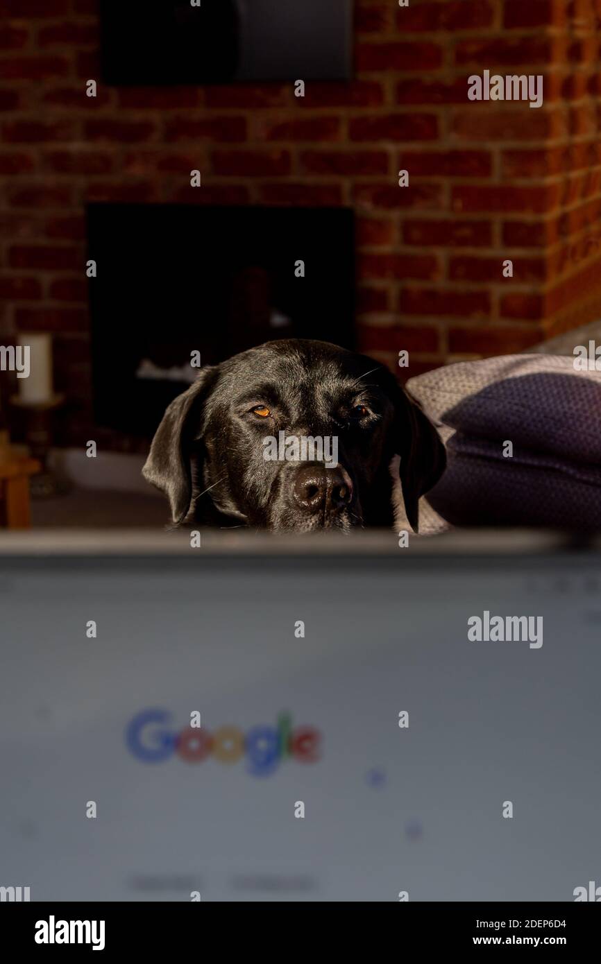 Ein schwarzer labrador Retriever schaut über den Bildschirm eines Laptops und will die Aufmerksamkeit seines Besitzers. Stockfoto