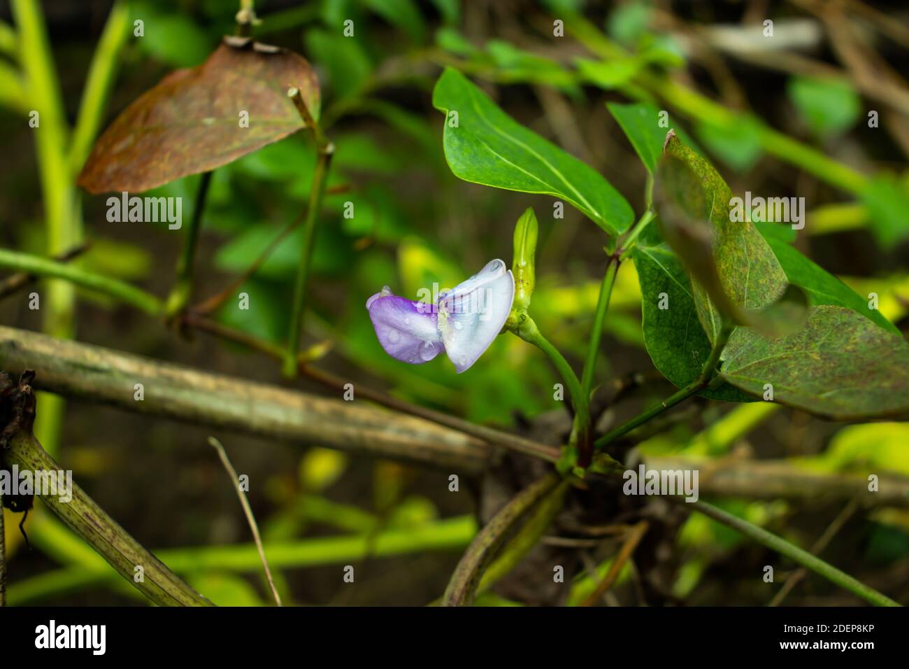 Die Bohne blüht in das Dorfhaus Gemüsepflanzen Stockfoto