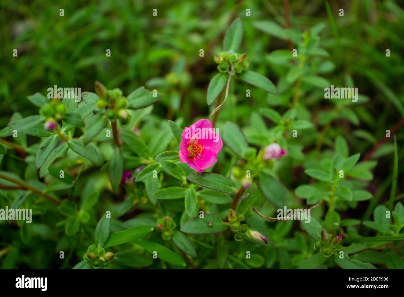 Nootka Rose die Rosenfamilie Rosaceae Rosa Nutkana und die Blühende Pflanzen Stockfoto