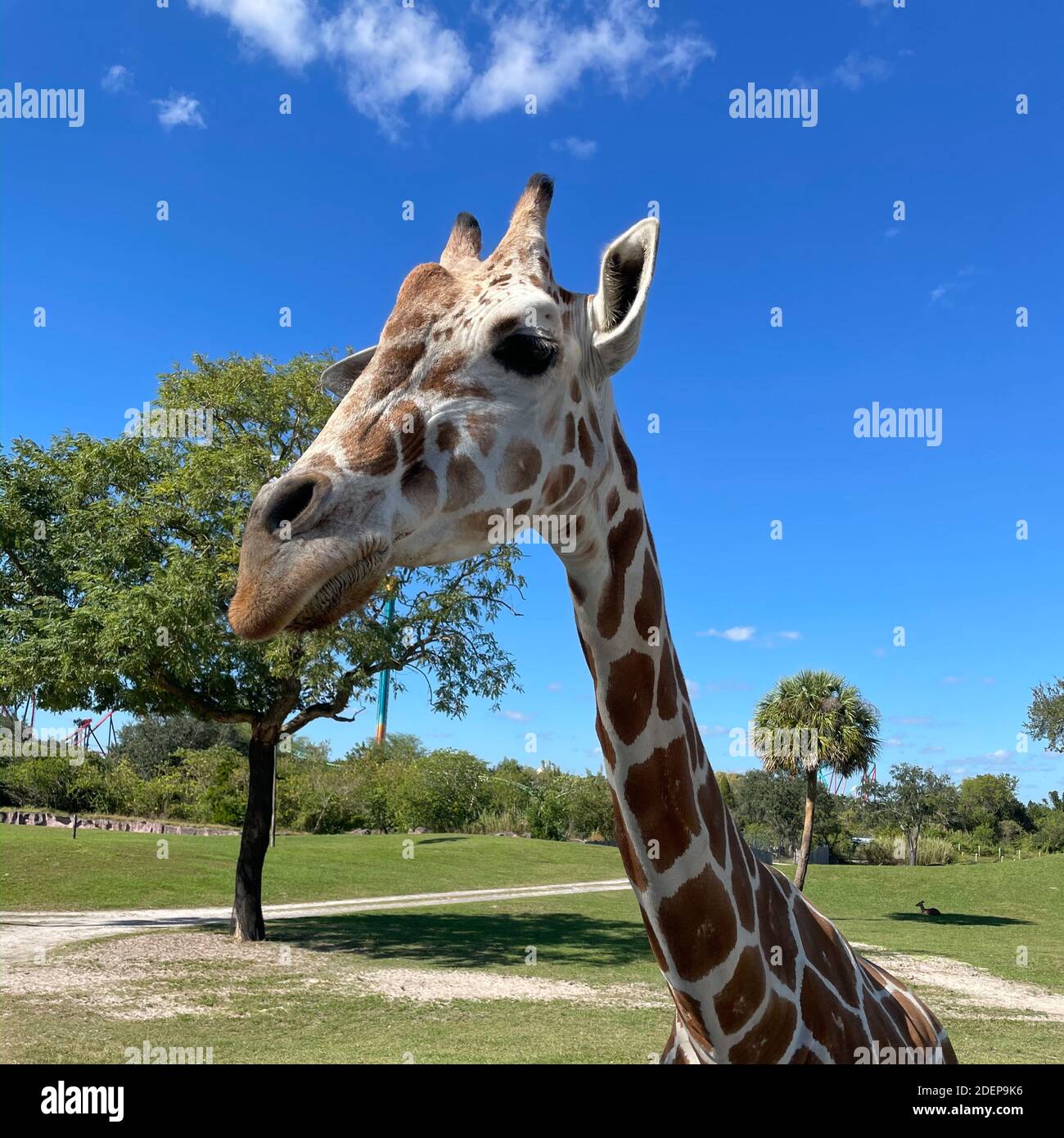 Eine Nahaufnahme einer Giraffe in einem Zoo, der darauf wartet, dass Besucher ihn mit Salat füttern. Stockfoto