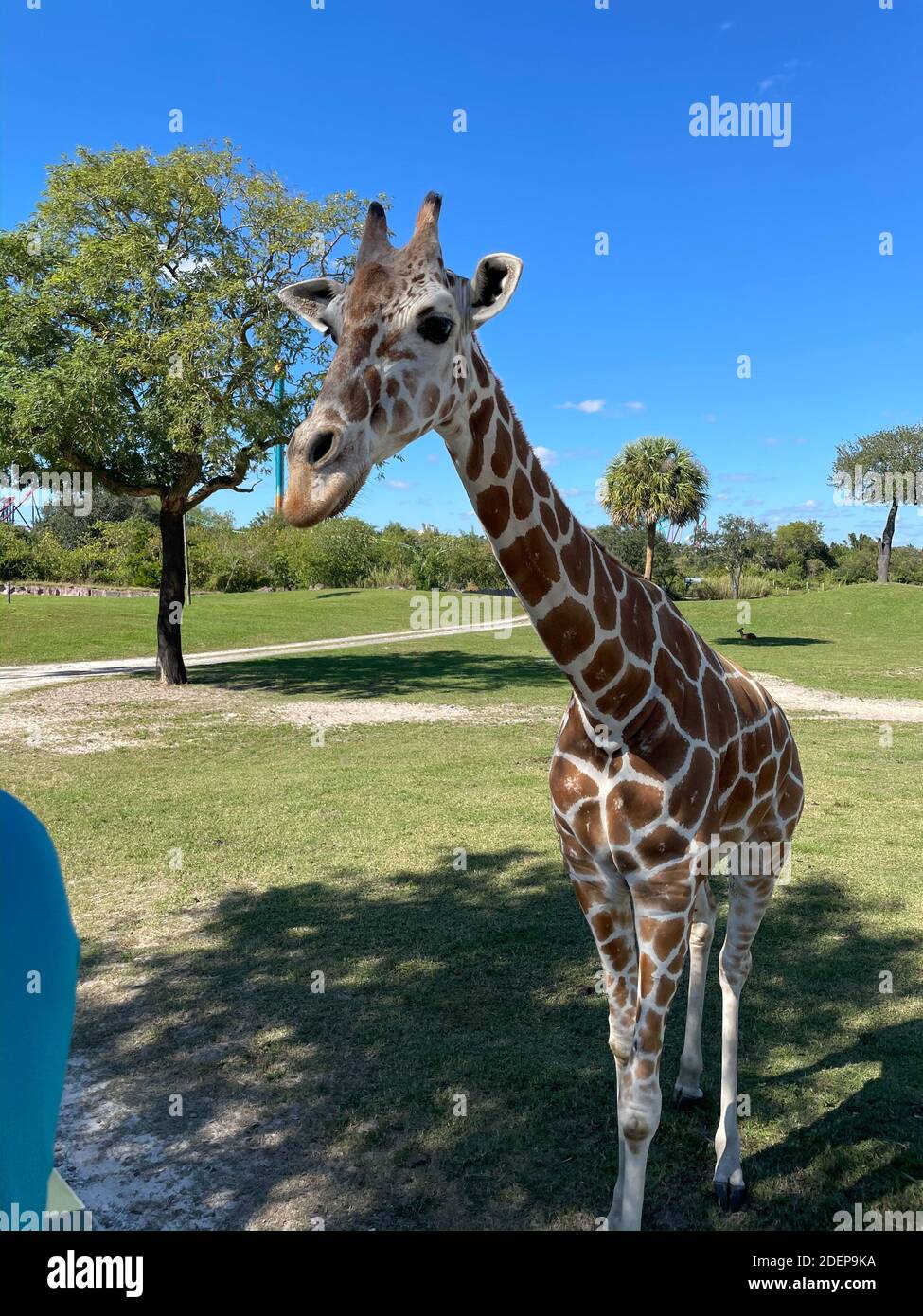 Eine Nahaufnahme einer Giraffe in einem Zoo, der darauf wartet, dass Besucher ihn mit Salat füttern. Stockfoto