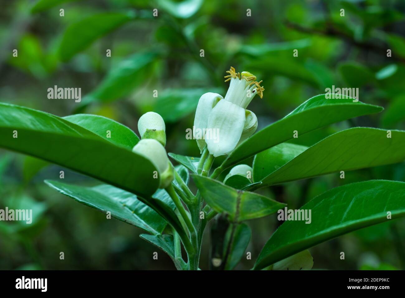 Weiße Knospen Peitsche Grafting Mock Orangenbäume oder Murraya paniculata Sind in Blüte Stockfoto