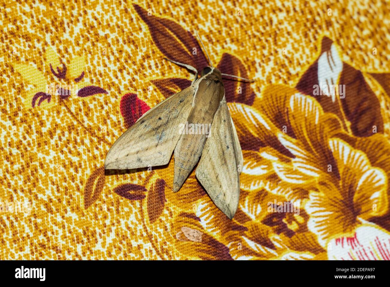 Ein brauner und dunkelgrauer toter Schmetterling auf einem Bettlaken Stockfoto
