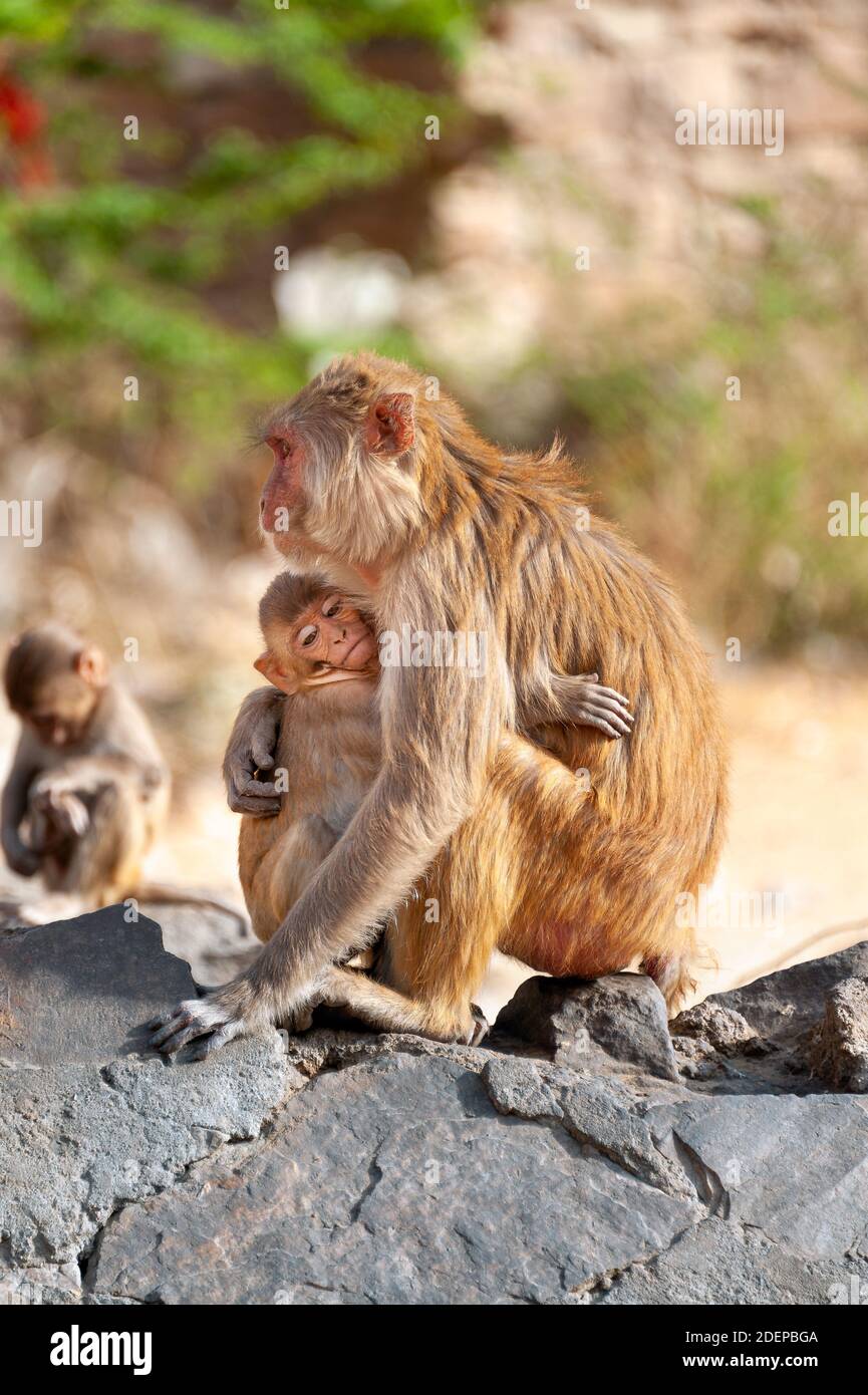 Mutter Affe (Rhesus macaque) Umarmt ihr Baby mit einem anderen jungen Affen im Hintergrund Stockfoto