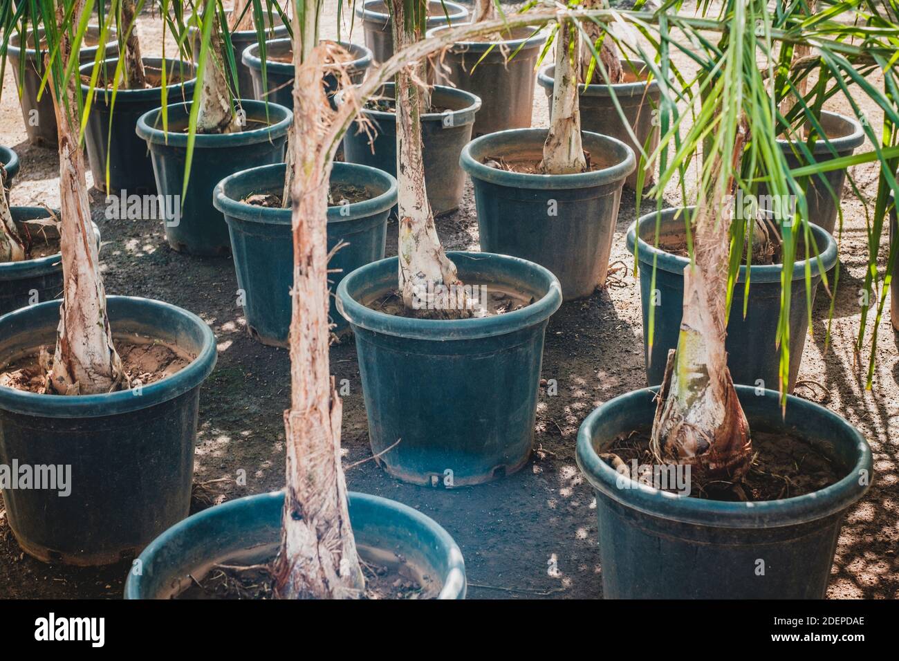 Palmen in Töpfen in Baumschule oder Gartenladen - Stockfoto