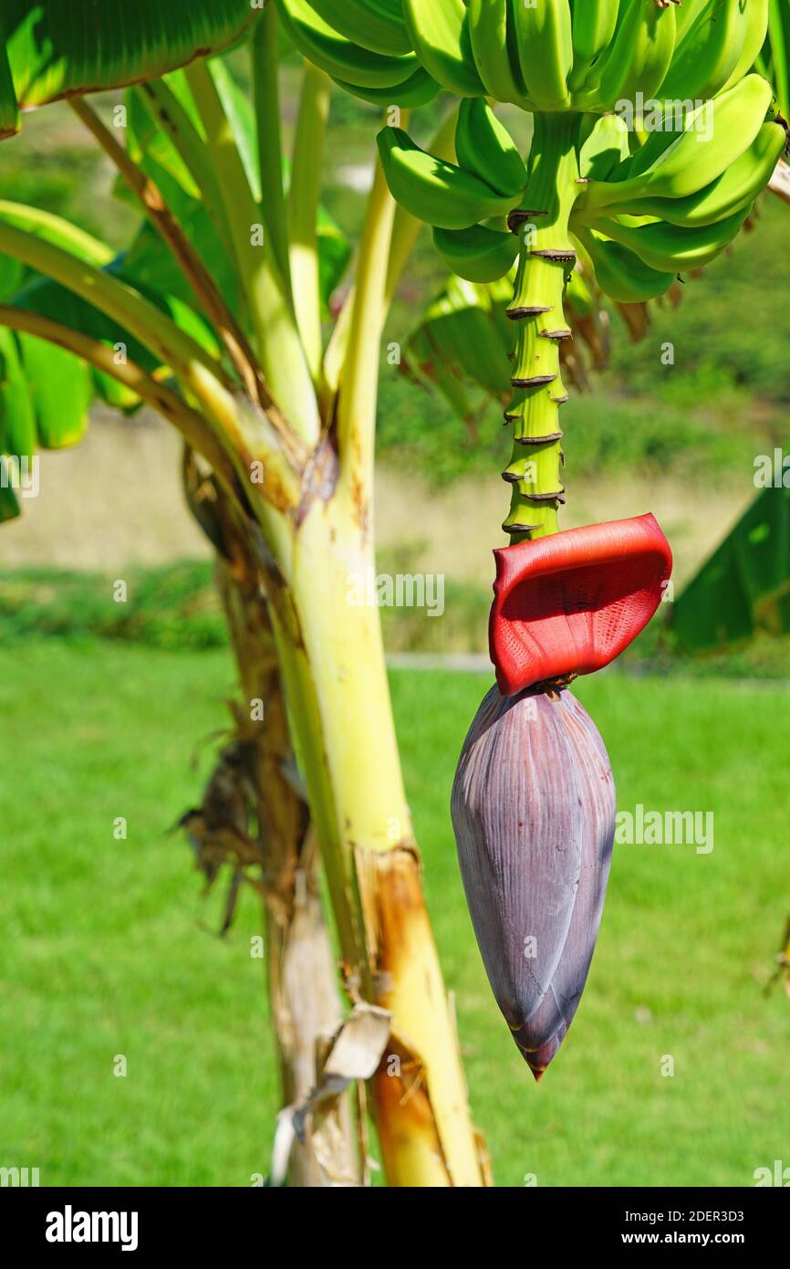 Rote Bananenblüte auf einem tropischen Bananenplantaine Baum Stockfoto