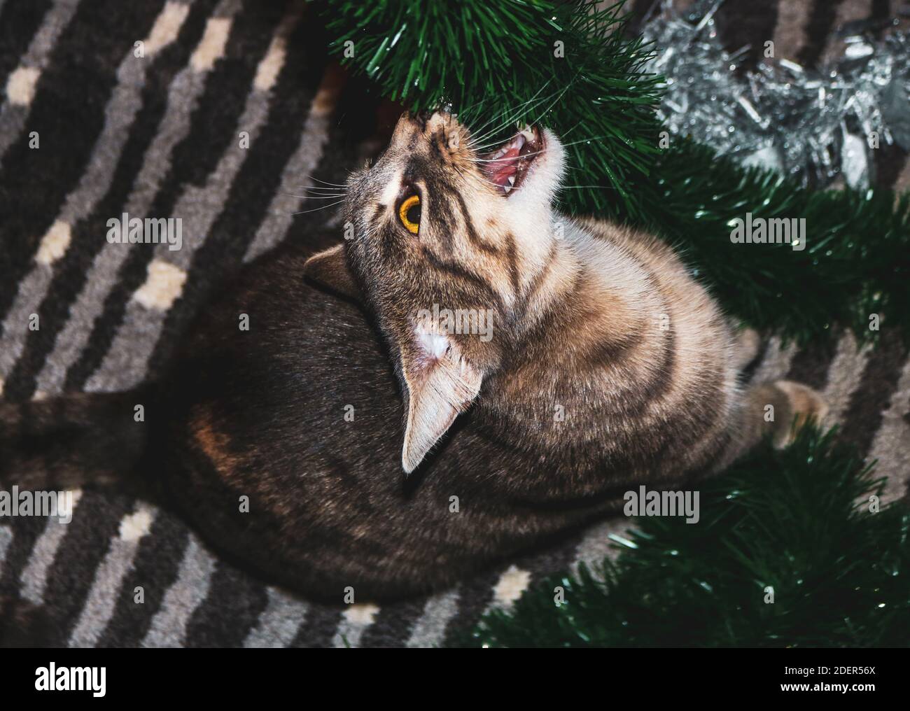 Eine graue Katze, die mit Weihnachtsdekoration spielt Stockfoto