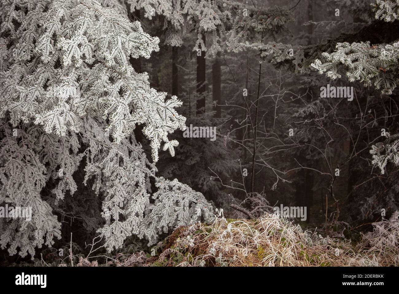 Stimmungsvolle Winterwaldlandschaft. Tiefgefrorenes dunkles Holz, Hintergrund mit Reif auf Tannenzweigen. Winterzauber, geheimnisvolle Landschaft. Frost auf dem pi Stockfoto