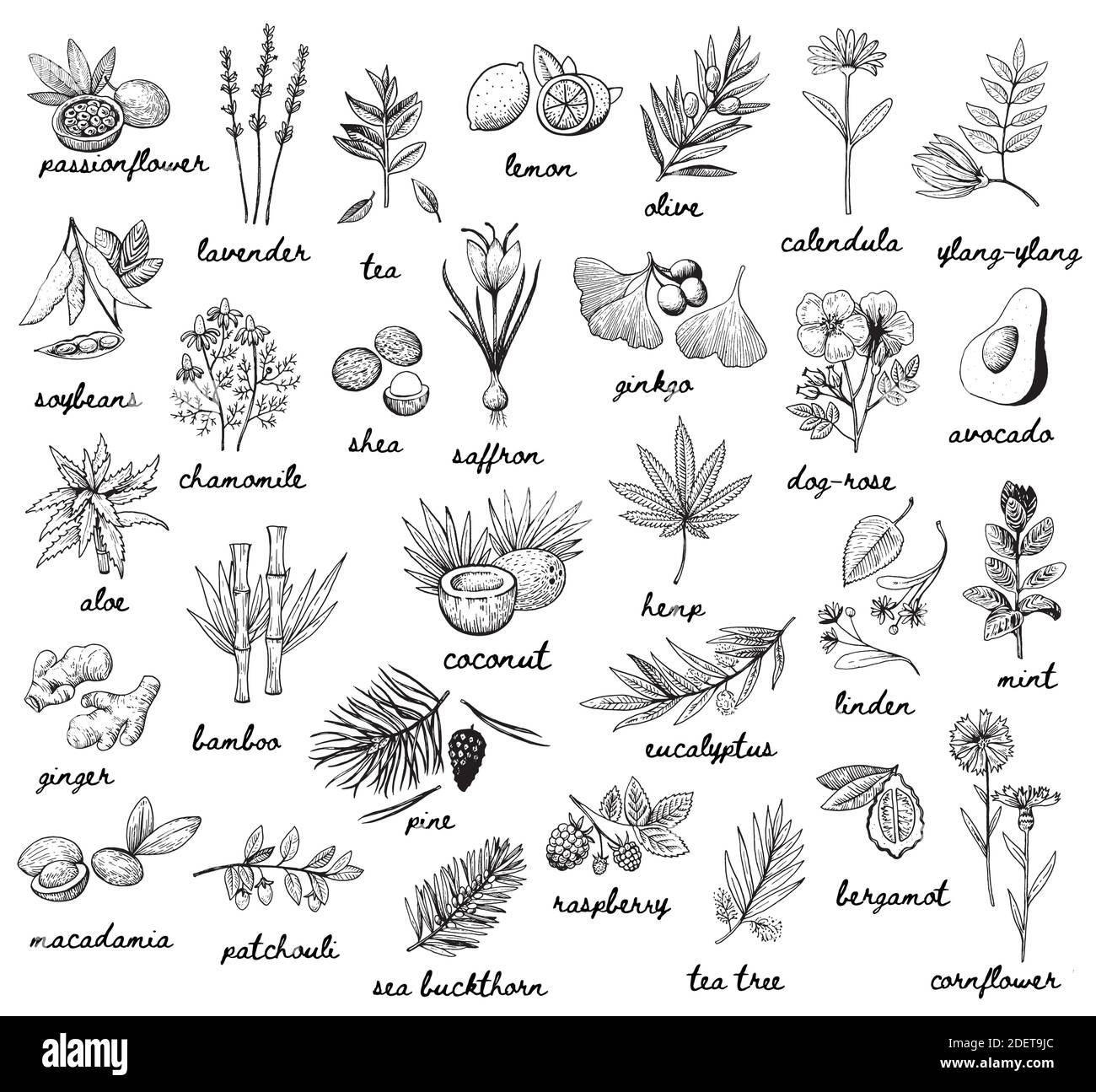 Tinte Vektor Vintage Illustration whit plats in kosmetischen und Aromatherapie verwendet. Schwarz-weiß skizzenhafte Gravur Stil. Stock Vektor