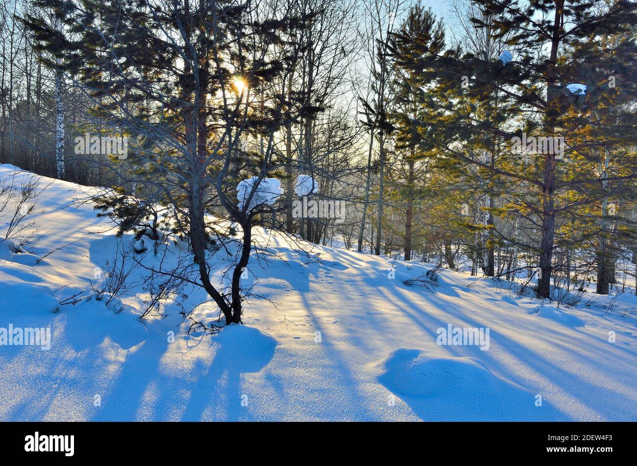 Winter Sonnenaufgang oder Sonnenuntergang Landschaft im Wald, Sonnenstrahlen durch die grünen Nadeln auf Kiefernästen reinen unberührten weißen Schnee und blauen Himmel. Gewinnen Stockfoto