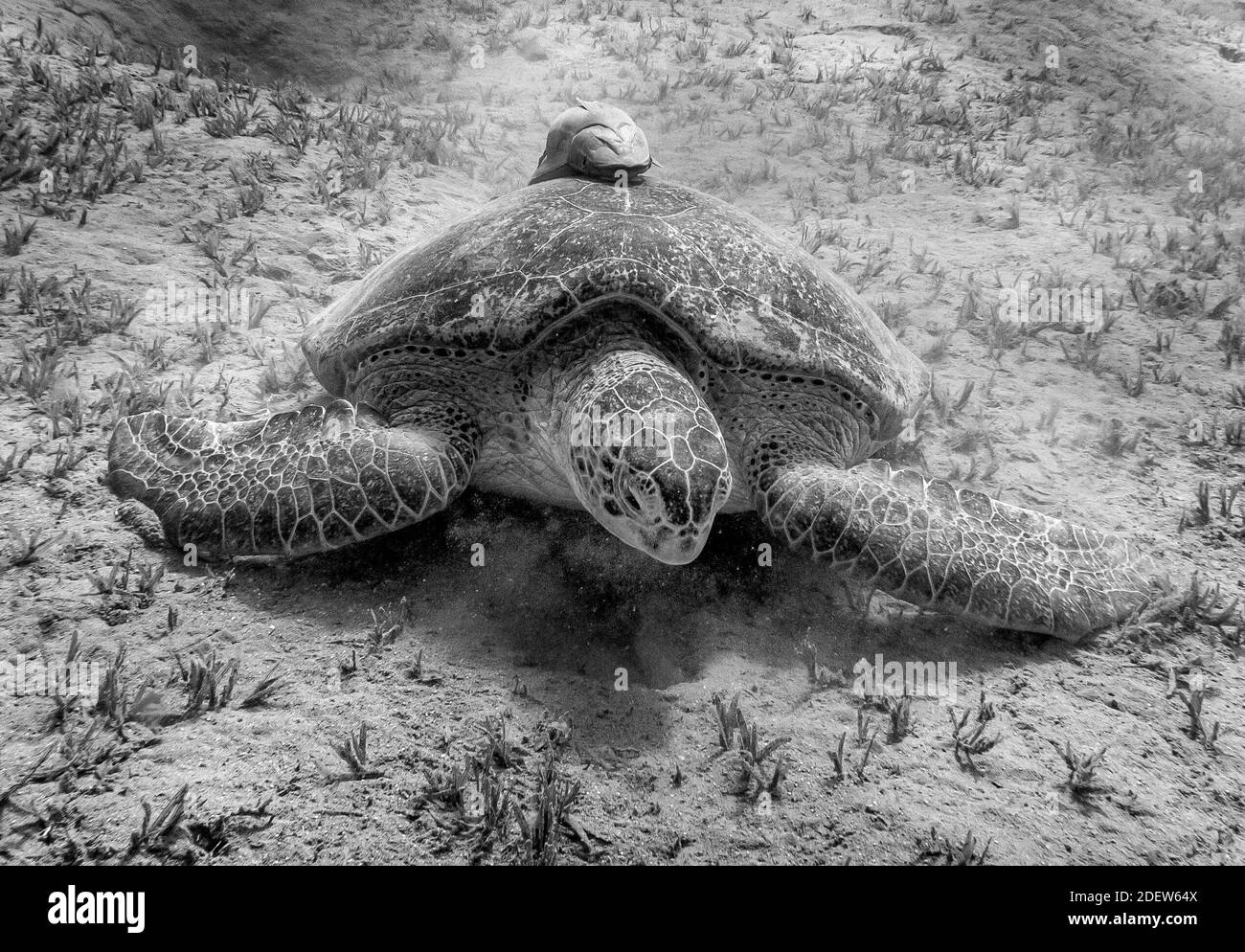 Grüne Meeresschildkröte (Chelonia mydas) und Remoras (Echeneidae) im Roten Meer bei Marsa Alam in Ägypten im Oktober 2019. Foto von Christophe Geyres/ABACAPRESS.COM Stockfoto