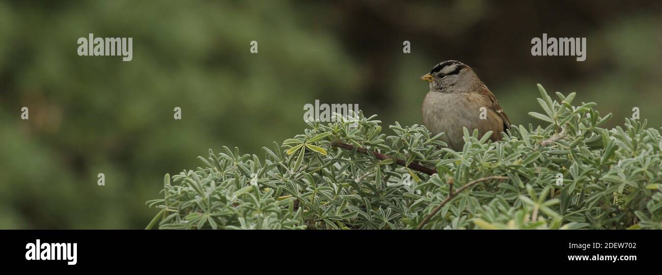 Niedlichen Vogel Stockfoto