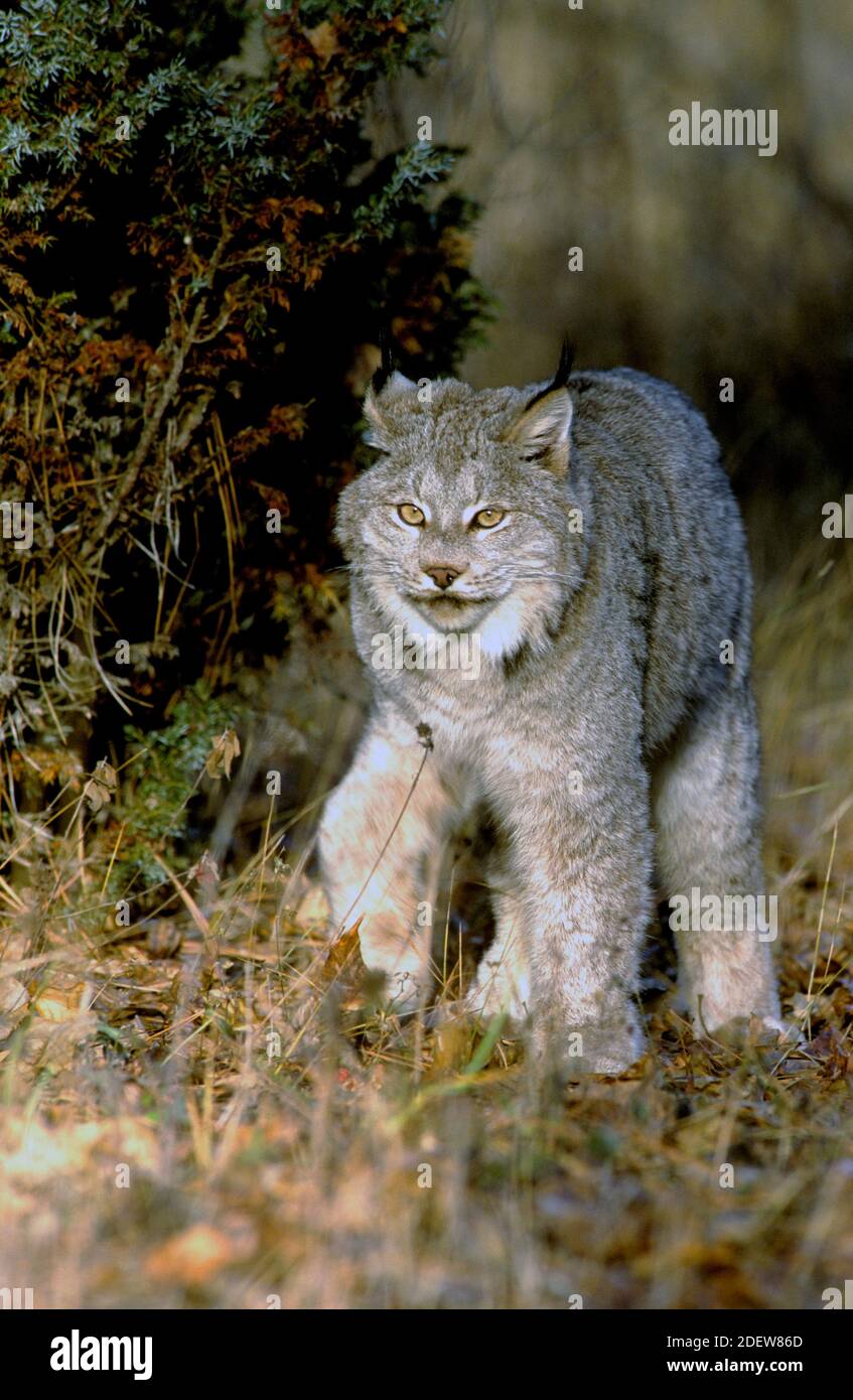Canada Luchs (Lynx canadensis) - Captive - NW Montana Stockfoto