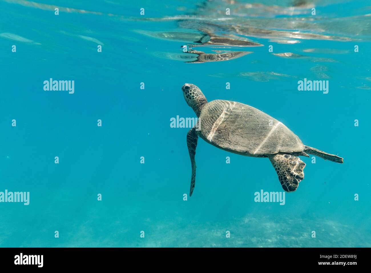 Eine kleine Meeresschildkröte schwimmt an die Oberfläche der Klares hawaii Meer Stockfoto