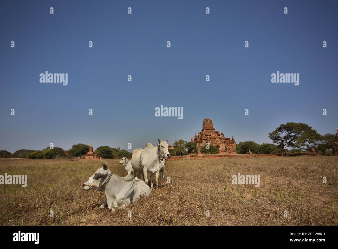 Die heiligen Kühe ruhen auf dem Feld vor dem Tempel. Stockfoto