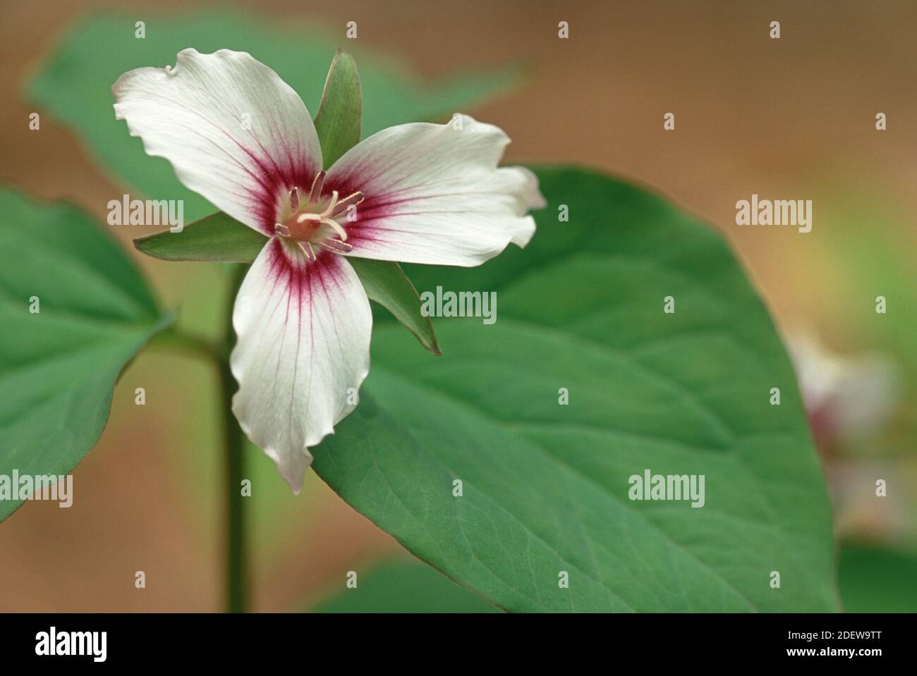 Bemalte Trillium (Trillium Undulatum) Stockfoto