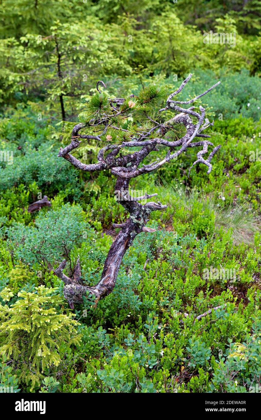 Gescrockter alter kleiner Kiefernbaum Stockfoto