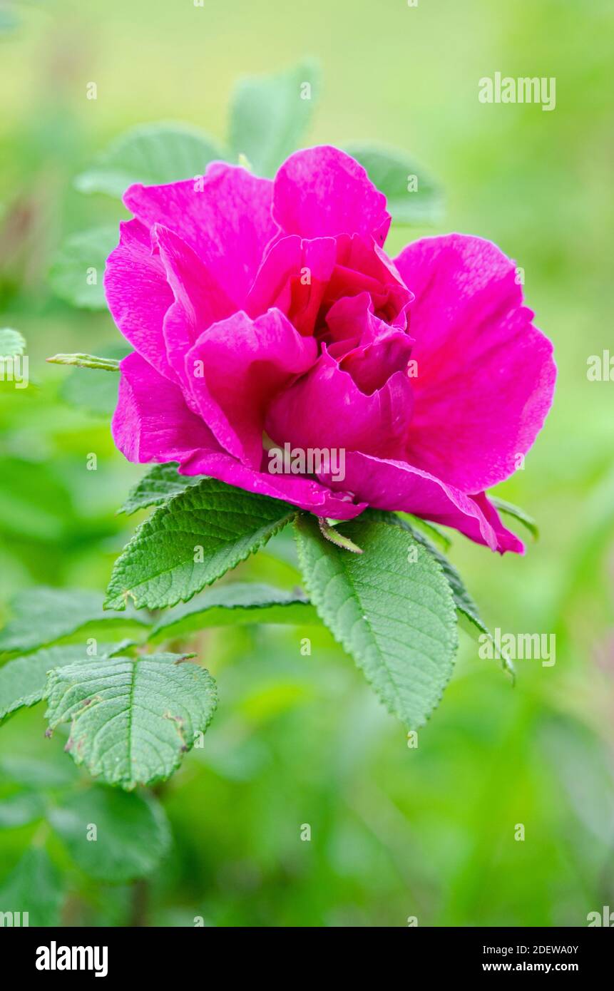 Strandrose (Rosa rugosa) Stockfoto