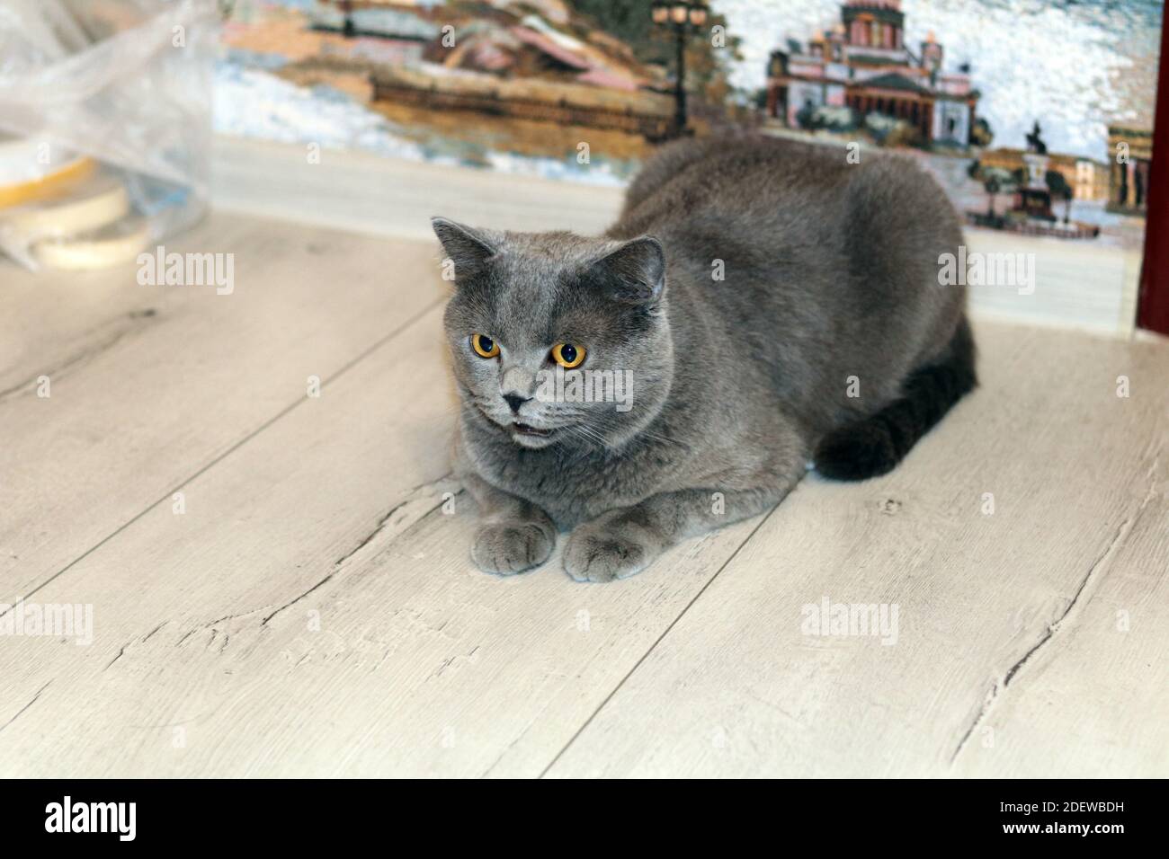 Britische graue Katze auf dem Boden bereit zu handeln Stockfoto