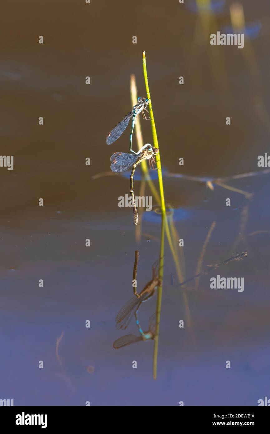 Paarweise Blauer Ringschwanz-Damselflys (Austrolestes annulosus) Thront auf Gras über Wasser mit Reflexion Stockfoto