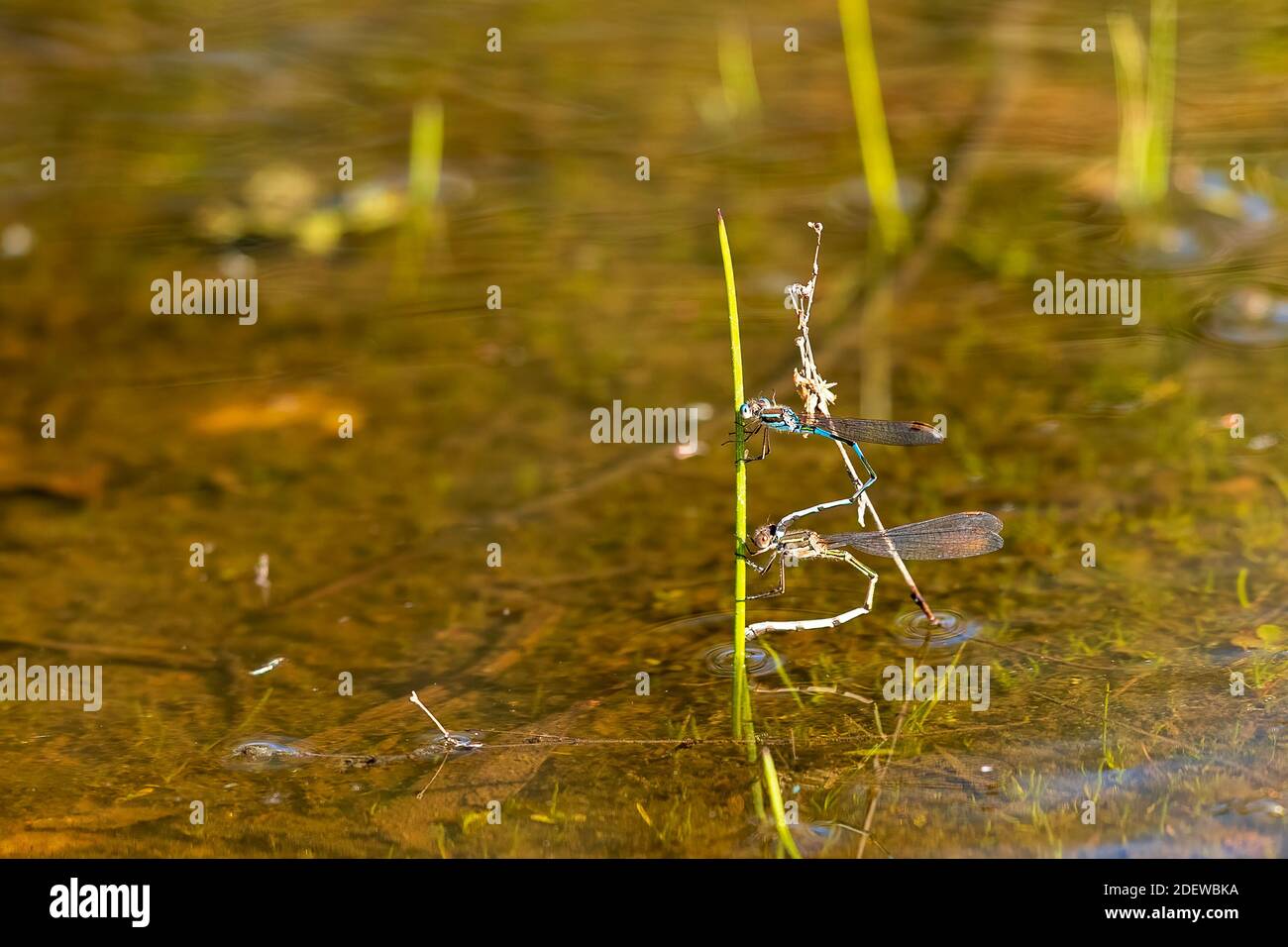 Paarweise Blauer Ringschwanz-Damselflys (Austrolestes annulosus) Thront auf Gras über Wasser mit Reflexion Stockfoto