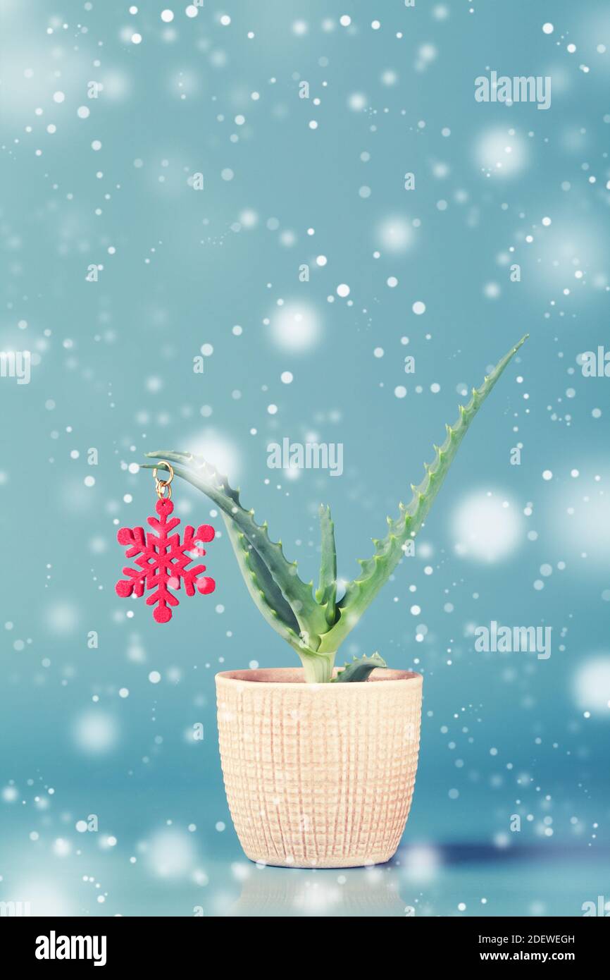 Weihnachtsdekoration in Form von roter Schneeflocke auf grüner Aloe Vera im Topf auf blauem Hintergrund mit Schnee. Weihnachten minimal Karte Hintergrund. Platz kopieren Stockfoto