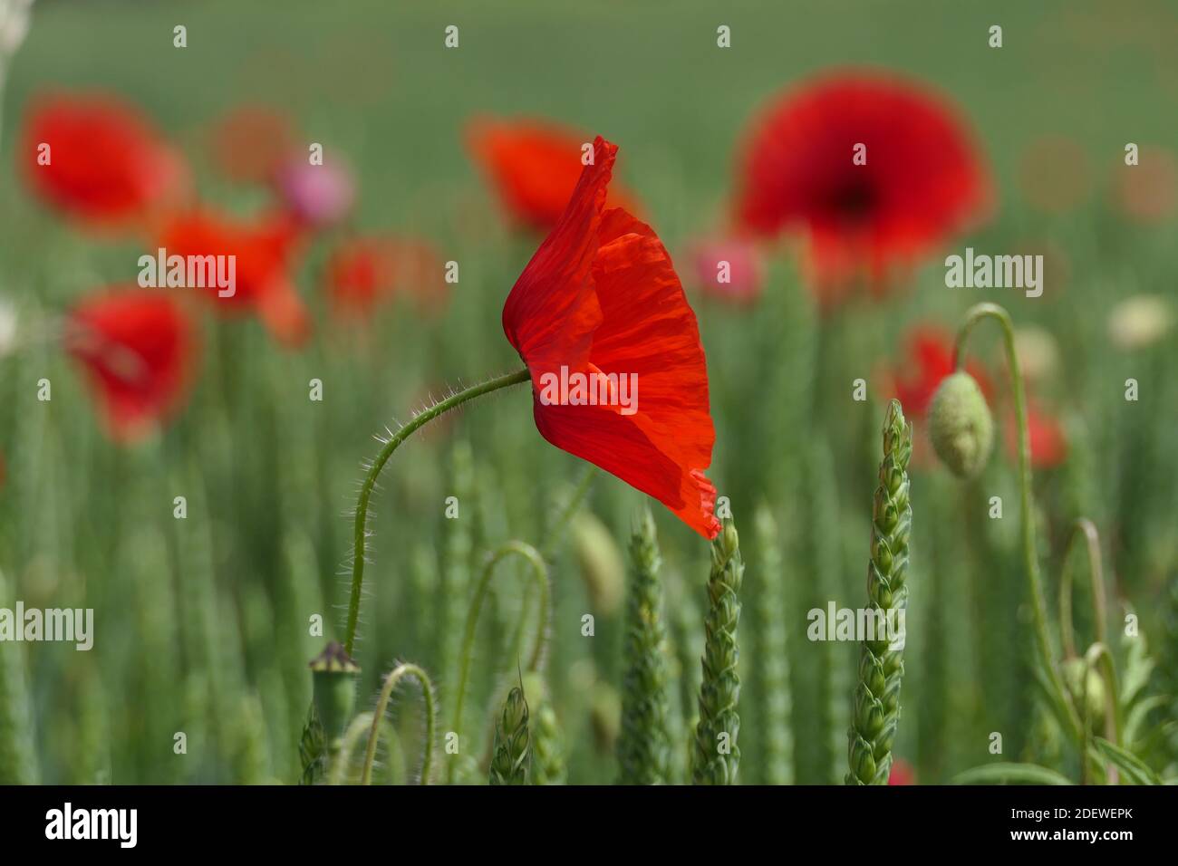 Die feinen roten Blütenblätter des Maismohn auf einem Weizenfeld Stockfoto