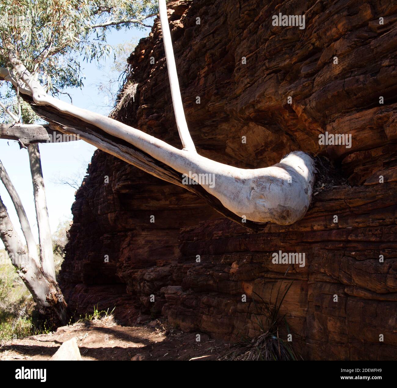 Ghost Gum wächst aus Sandsteinfelsen in der Nähe von Z Bend, Kalbarri National Park, Western Australia. Stockfoto