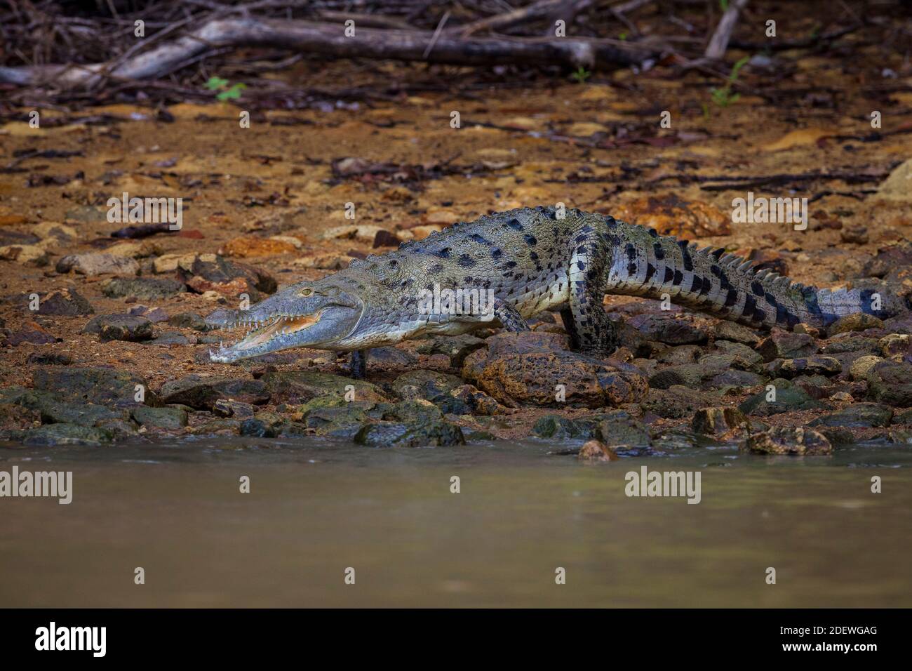 Amerikanisches Krokodil, Crocodylus acutus, am See von Gatun See, Colon Provinz, Republik von Panama. Stockfoto