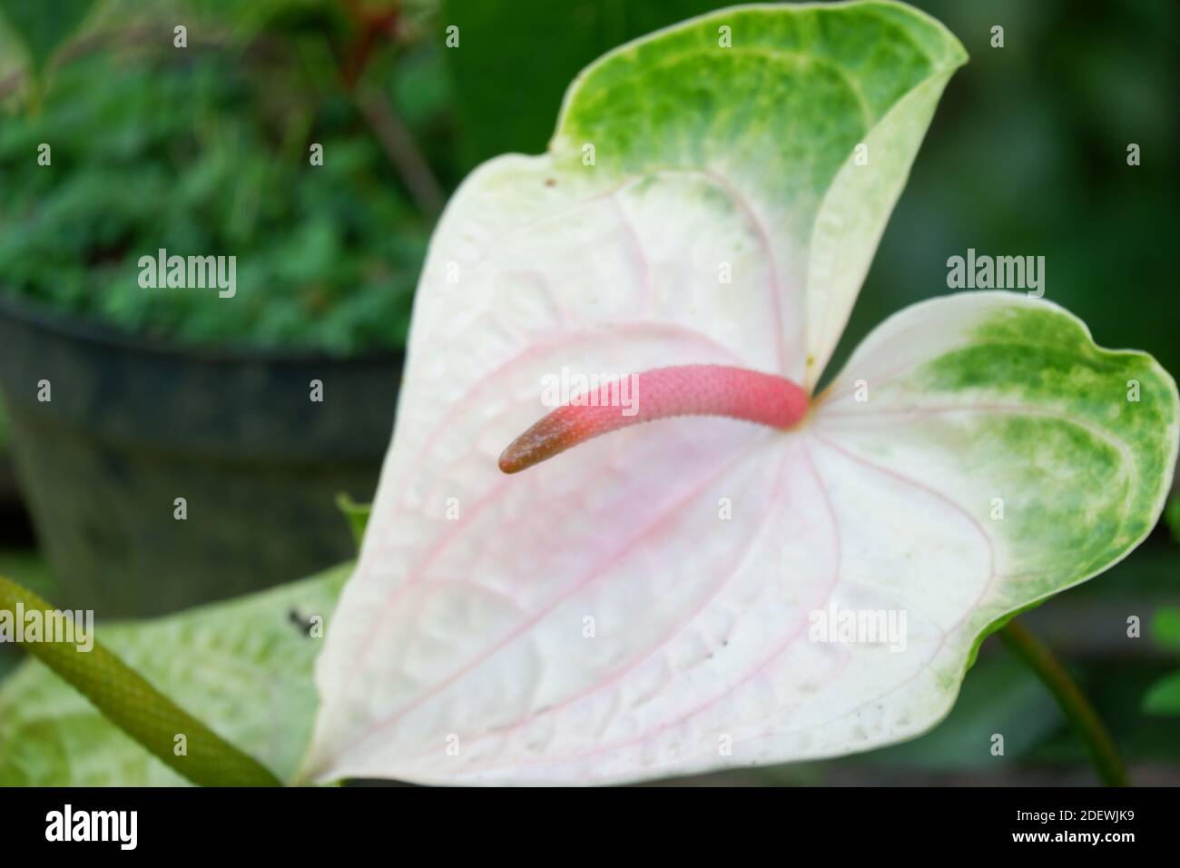 Nahaufnahme Bild von schönen exotischen Anthurium Blume mit Unschärfe Hintergrund Stockfoto