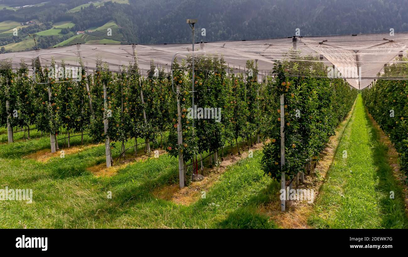 Intensive Apfelplantagen im Vinschgau, Italien, sind oben durch Netze geschützt und verfügen über Bewässerungssysteme für den Sommer Stockfoto