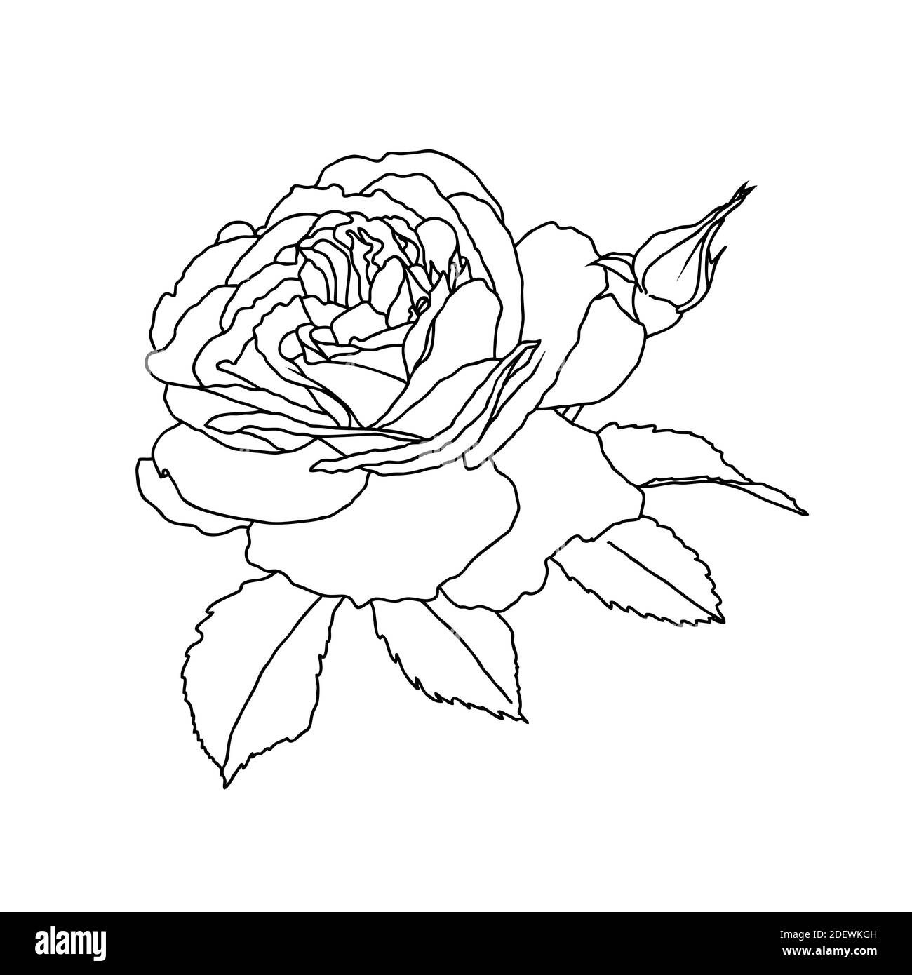 Drawing Of Rose Tattoo Stockfotos Und Bilder Kaufen Alamy