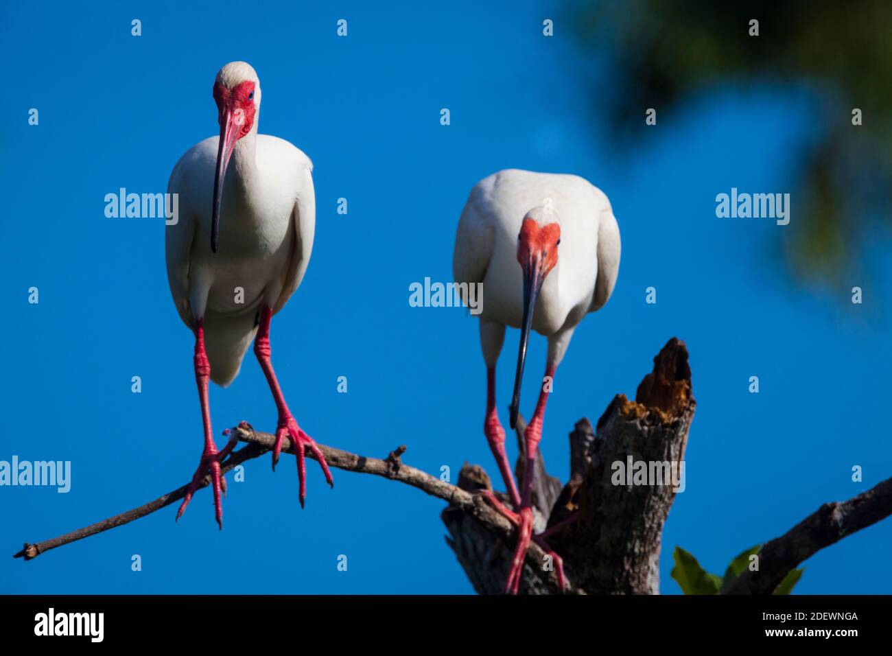 Weißes Ibis, Eudocimus Albus, bei Quebro in der Provinz Veraguas, Republik von Panama. Stockfoto