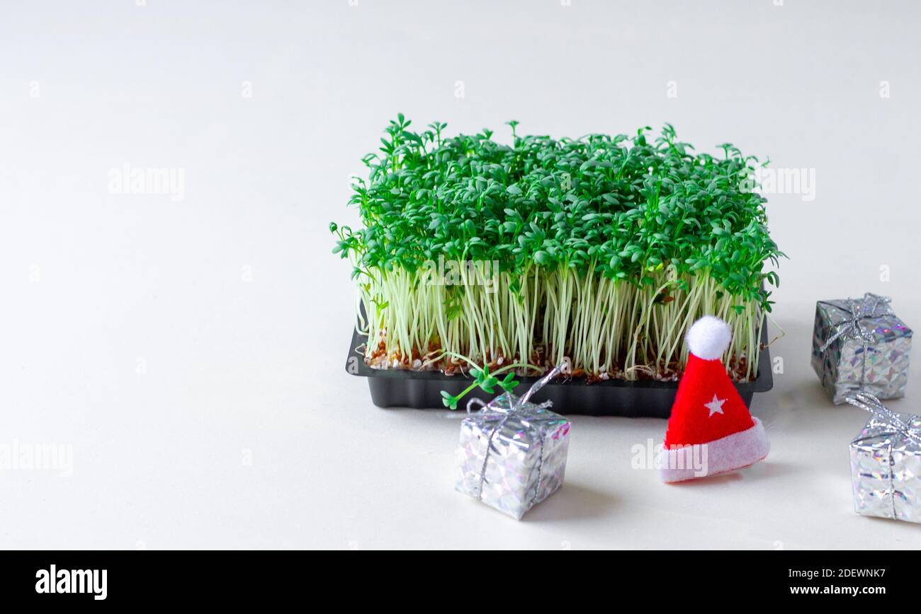 Weihnachten in der Landwirtschaft. Micro-Green Business. Stockfoto