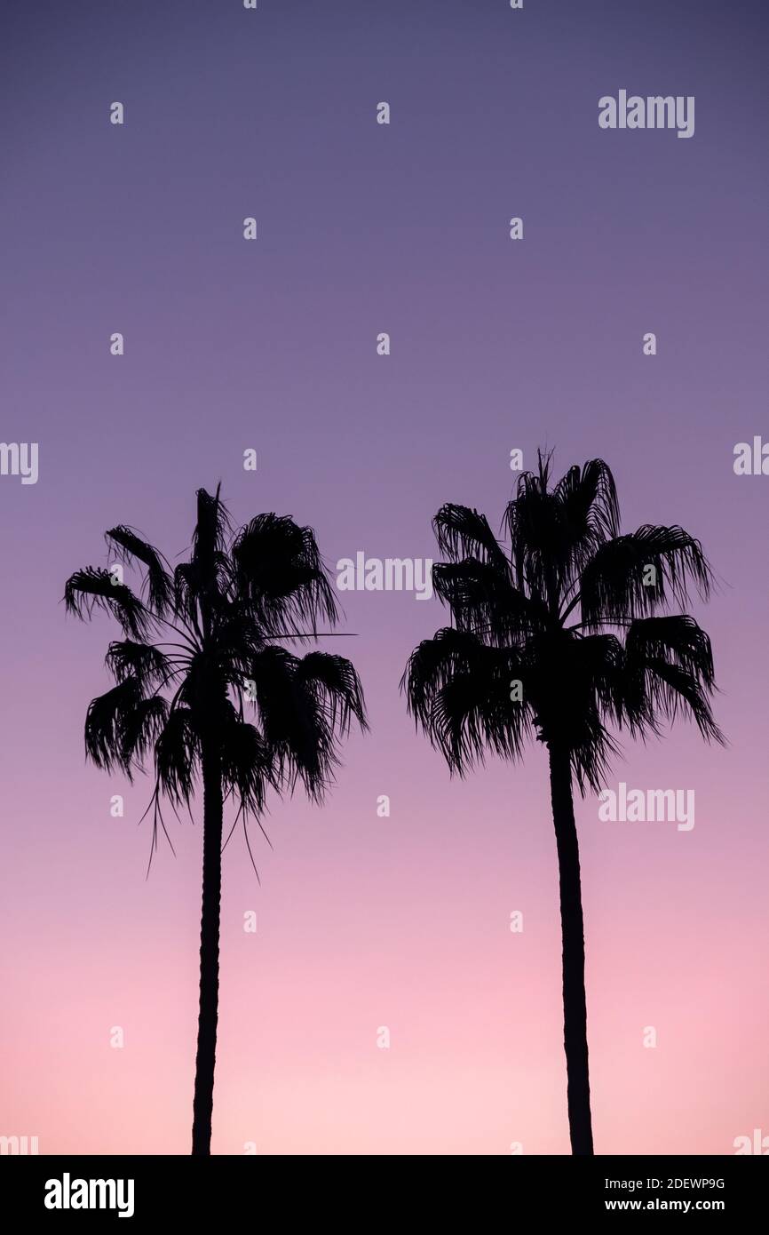 Silhouette Von Palmen Vor Dem Violetten Sonnenuntergang Stockfoto