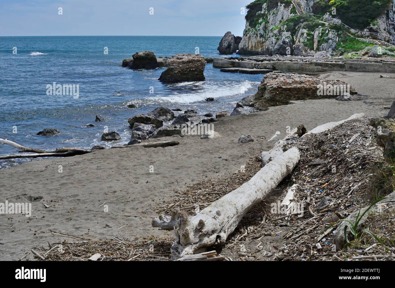 Baumstamm driftfarbenes Bild an der Küste von Ansedonia in Toskana mit den Überresten des antiken römischen Hafens in Der Hintergrund Stockfoto