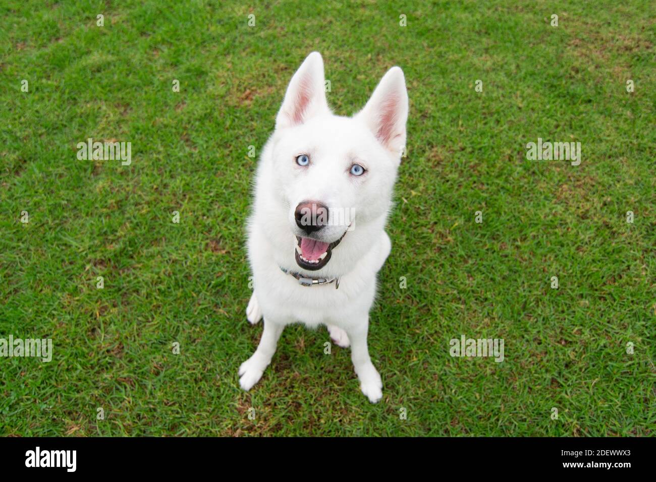 Fröhliche weiße Husky im grünen Garten Stockfoto