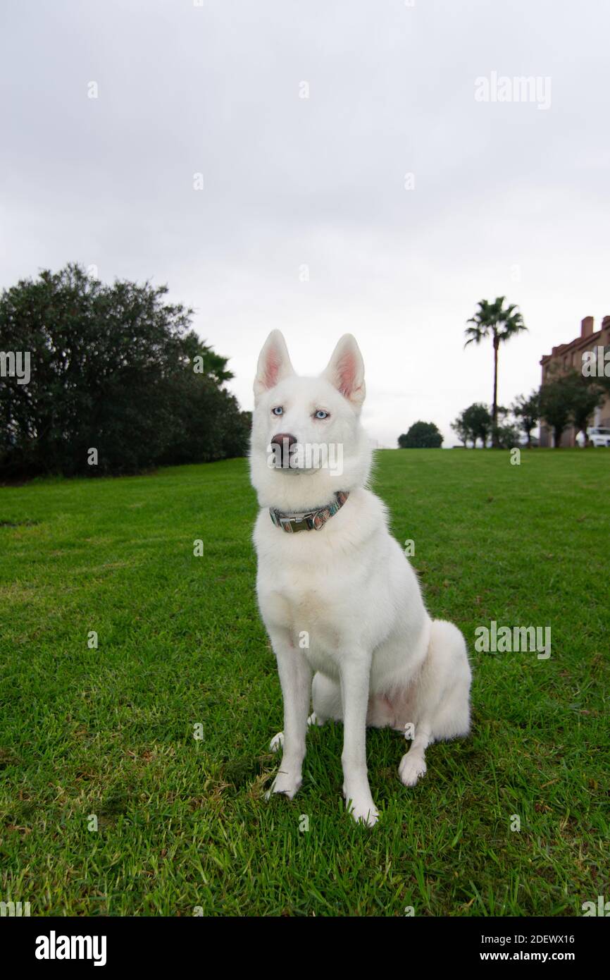 Fröhliche weiße Husky im grünen Garten Stockfoto