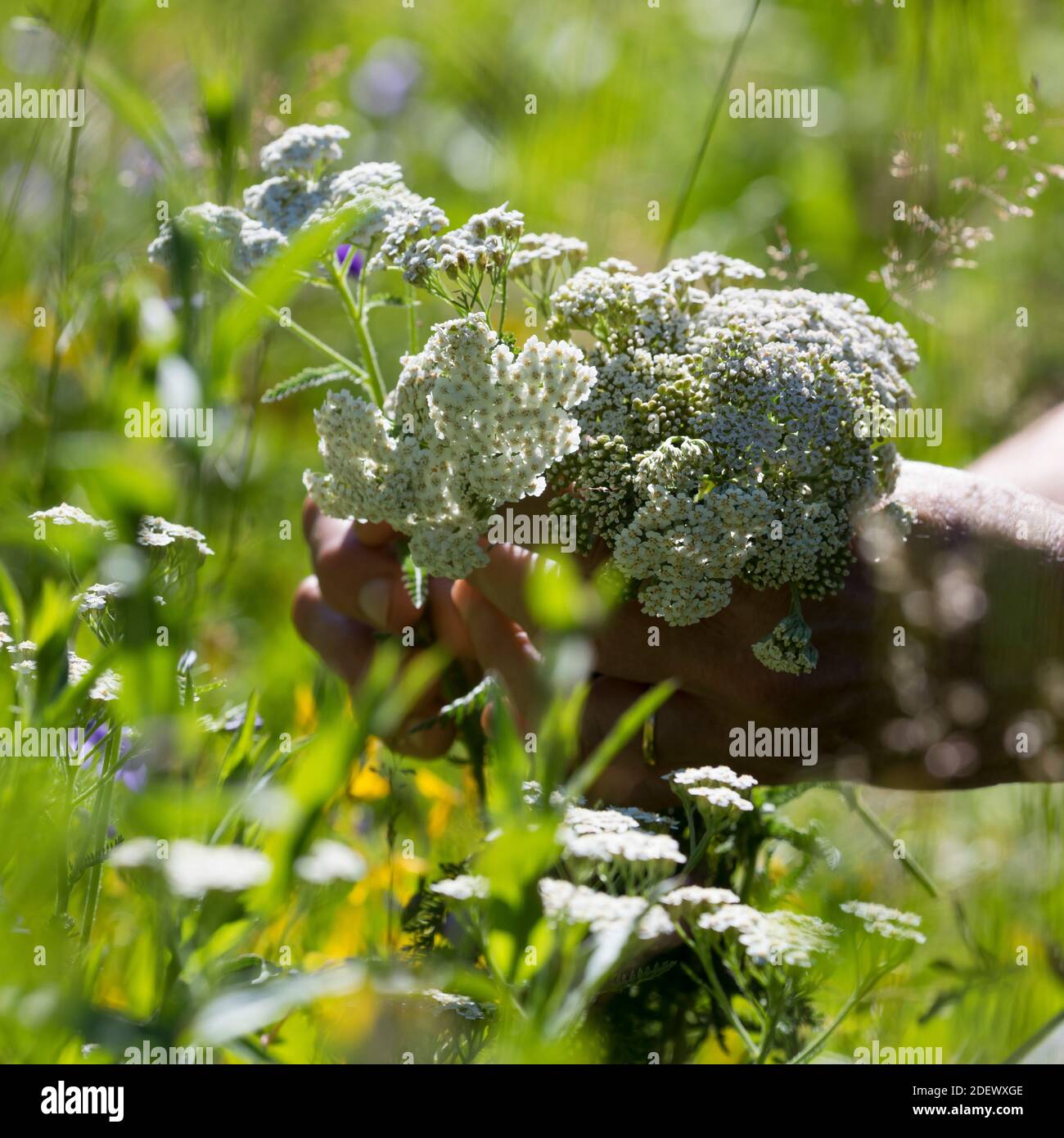 Schafgarbe-Ernte, Ernte, Kräuterernte, Kräuter sammeln, Schafgarbe, gewöhnliche Schafgarbe, Wiesen-Schafgarbe, Schafgabe, Achillea millefolium, Schafgarbe Stockfoto