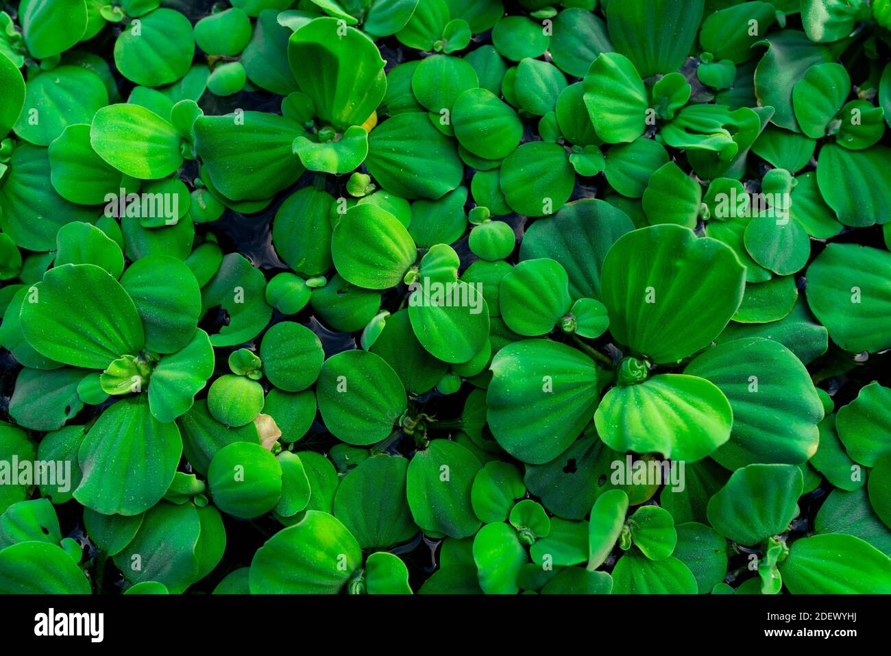Draufsicht grüne Blätter des Wassersalat schwimmend auf der Wasseroberfläche. Pistia stratiotes oder Wassersalat ist Wasserpflanze. Invasive Arten. Nahaufnahme Stockfoto