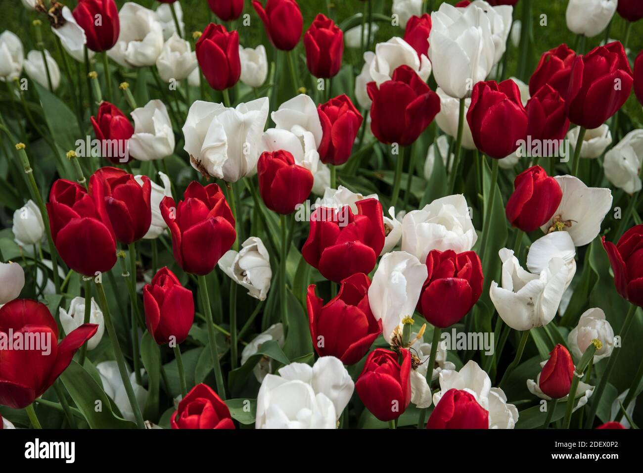 Kombination aus roten und weißen Tulpen Stockfoto