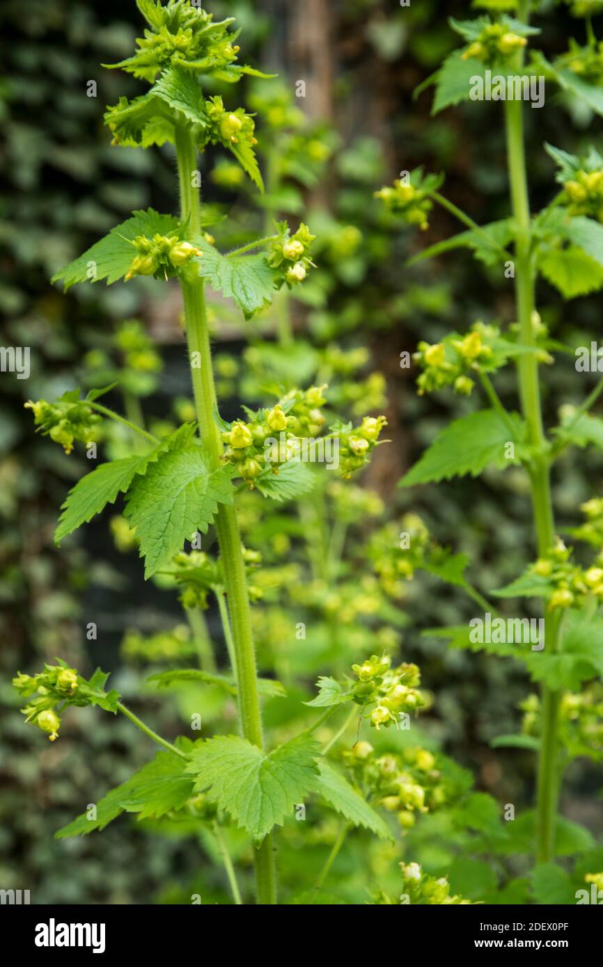 Scrophularia vernalis Stockfoto