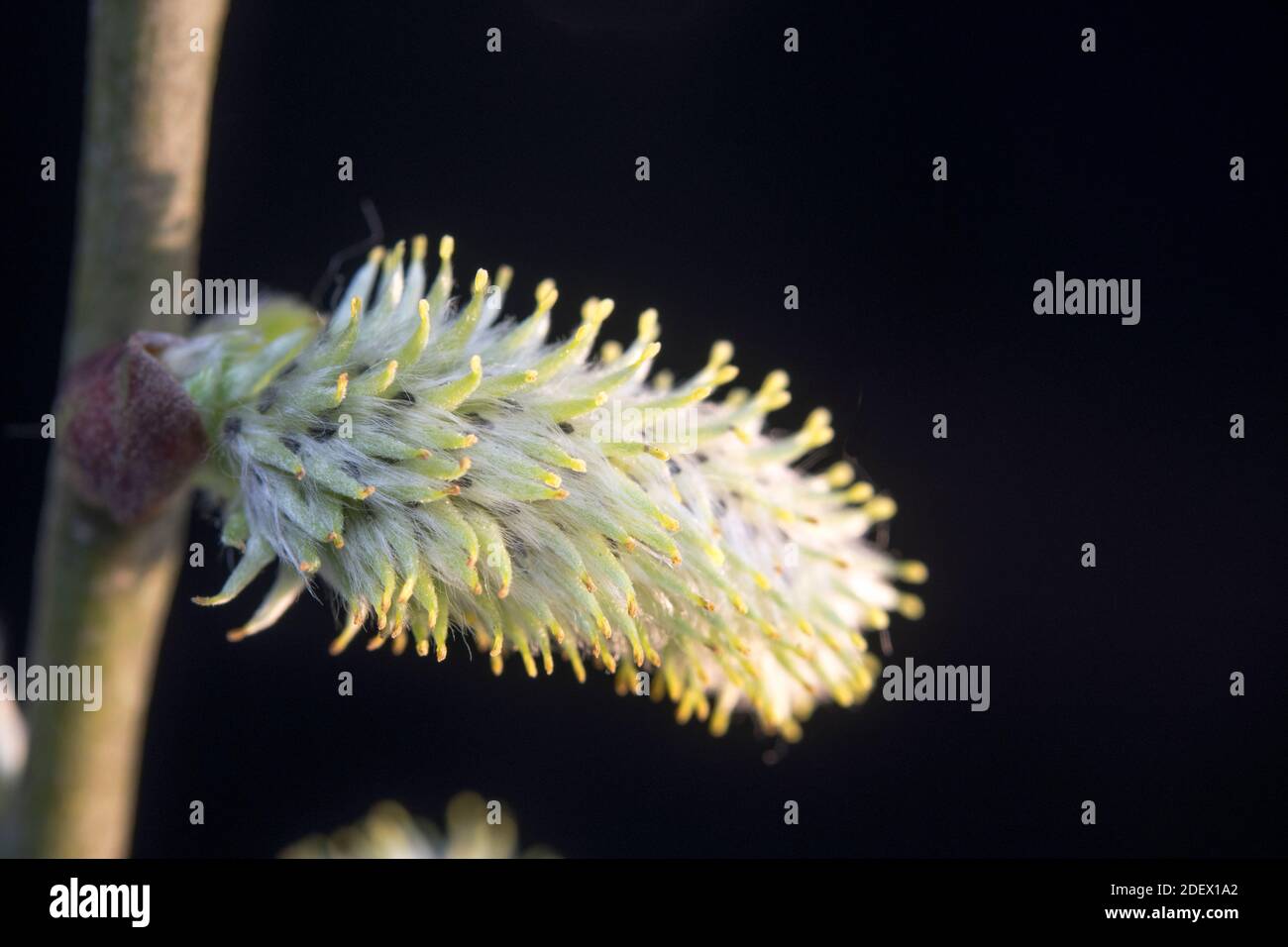 Weibliche Catkin von Salix oder Weide Stockfoto