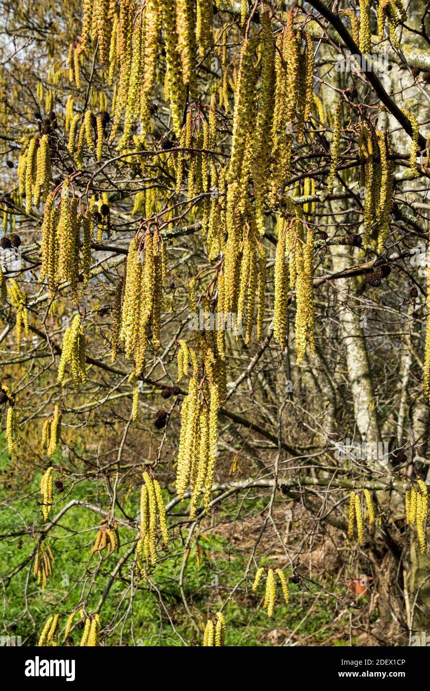 Die Kätzchen von Alnus glutinosa Stockfoto