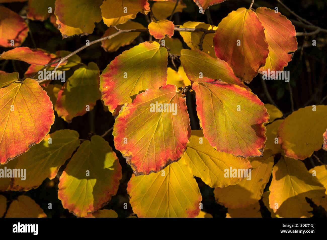 Herbstfarbe von Hexenhasel oder Hamamelis x intermedia Stockfoto