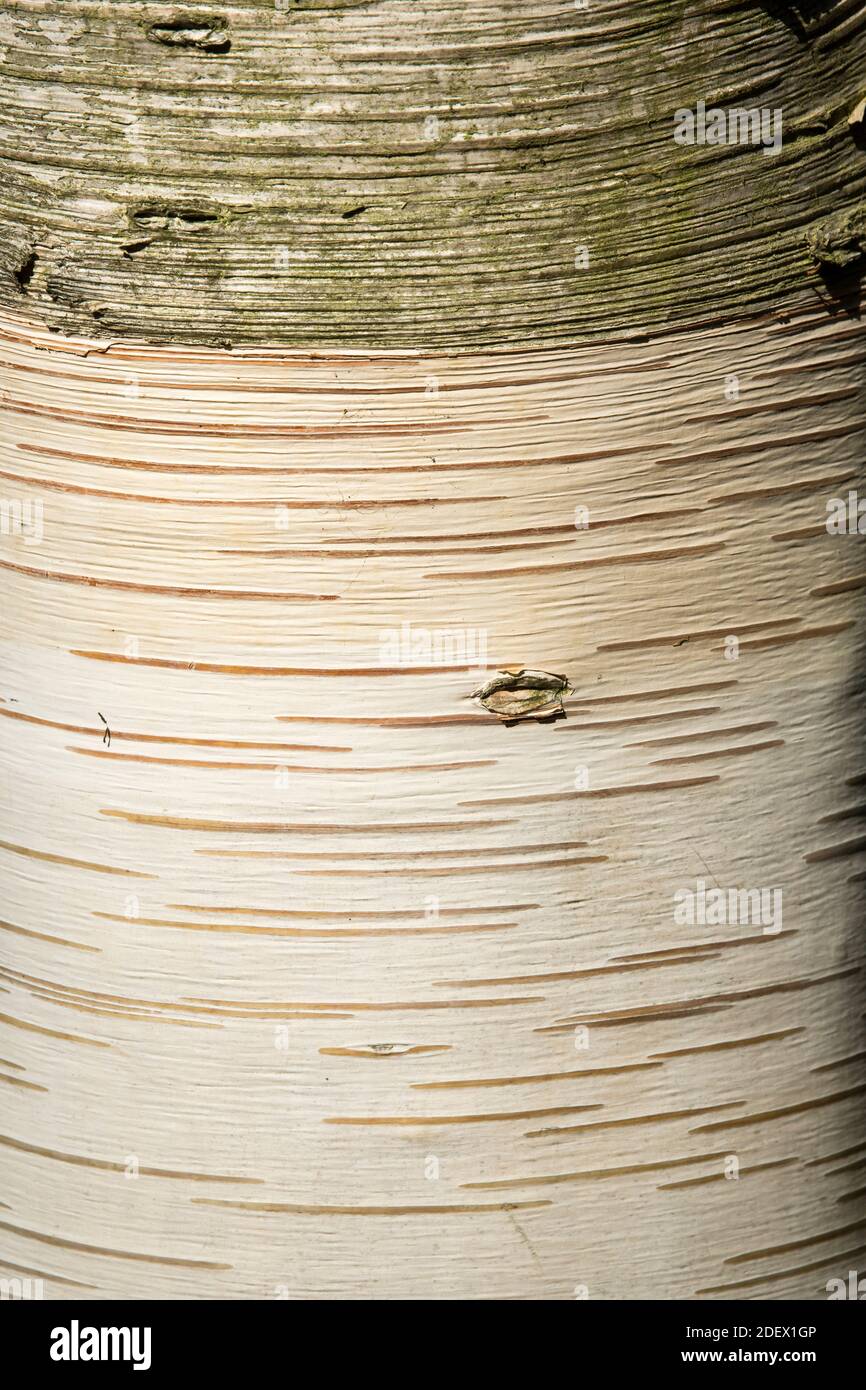 Die Rinde Betula ermanii var. subcordata Stockfoto